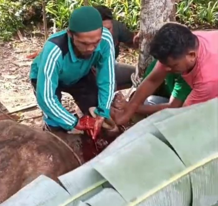 Ustadz Firdaus sebagai penyembelih hewan qurban*, sekaligus menegaskan kiprah guru MTsN 1 Tebo di masyarakat